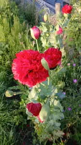 Pat 04 Papavers